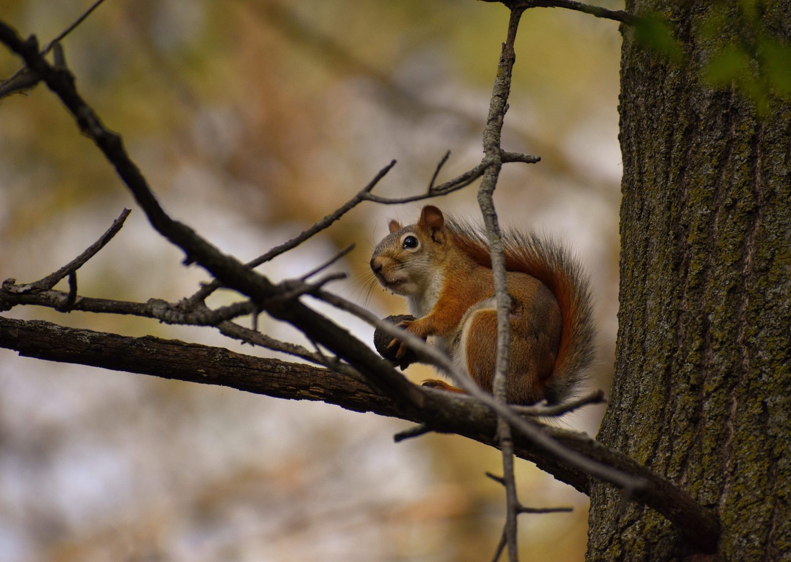 Did you know that squirrel sounds sound a LOT like bird calls? Searching for birds in the lower arb, I quickly looked up after hearing LOUD chattering above me. Turns out, it was a red squirrel enjoying an acorn treat!