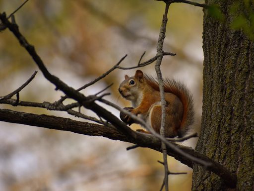 Did you know that squirrel sounds sound a LOT like bird calls? Searching for birds in the lower arb, I quickly looked up after hearing LOUD chattering above me. Turns out, it was a red squirrel enjoying an acorn treat!