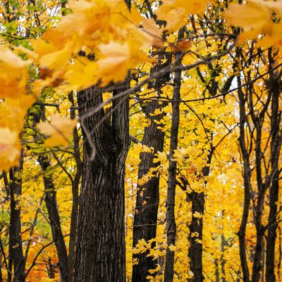 Carleton Arb