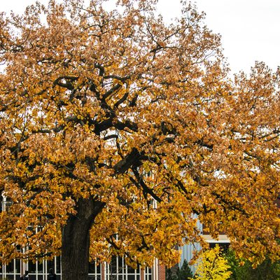Beautiful Campus