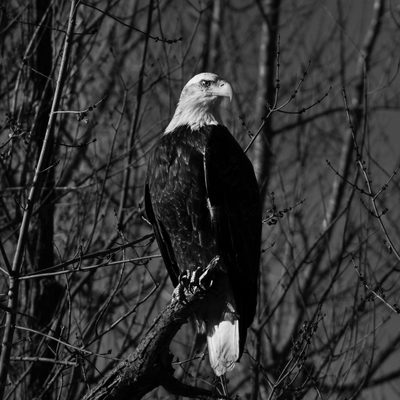 Taking advantage of the balmy 50° weather, I ventured into the lower arb for a leisurely stroll, not expecting to see much besides muddy trails and barren trees. All of a sudden, I glance across the Cannon River and see this majestic beauty, perching completely still. I almost missed it!