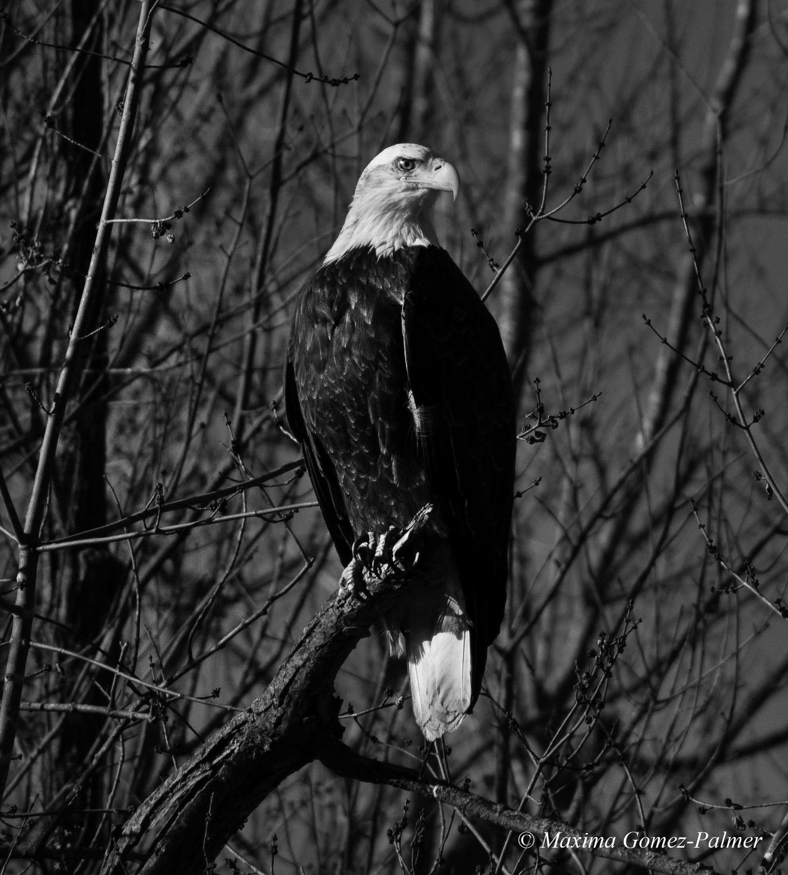Taking advantage of the balmy 50° weather, I ventured into the lower arb for a leisurely stroll, not expecting to see much besides muddy trails and barren trees. All of a sudden, I glance across the Cannon River and see this majestic beauty, perching completely still. I almost missed it!
