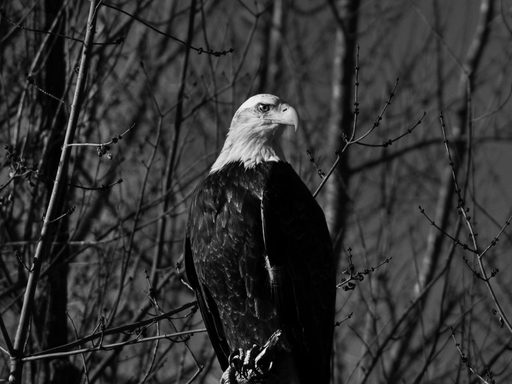 Taking advantage of the balmy 50° weather, I ventured into the lower arb for a leisurely stroll, not expecting to see much besides muddy trails and barren trees. All of a sudden, I glance across the Cannon River and see this majestic beauty, perching completely still. I almost missed it!