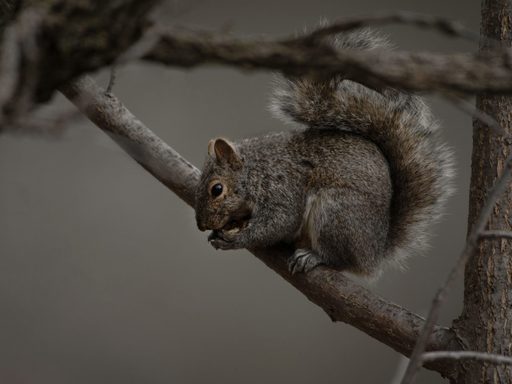 This eastern grey squirrel was speedily gnawing on an acorn, right behind Olin and Goodsell Observatory.