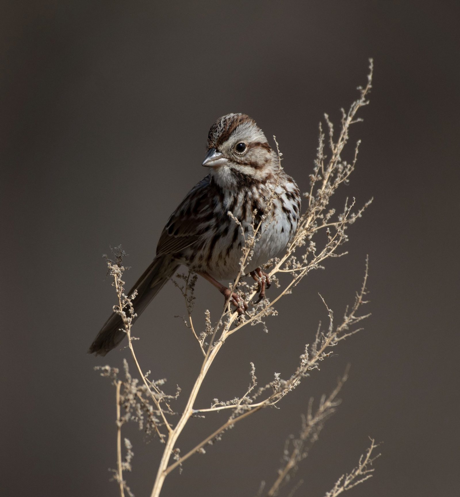 Bird photography is no joke -- especially when the bird you're trying to catch is the same exact color as its' environment! After an hour of this song sparrow trying to hide from me, it finally flew to a tall twig, making for a pretty cool shot.