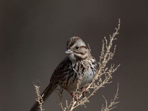 Bird photography is no joke -- especially when the bird you're trying to catch is the same exact color as its' environment! After an hour of this song sparrow trying to hide from me, it finally flew to a tall twig, making for a pretty cool shot.