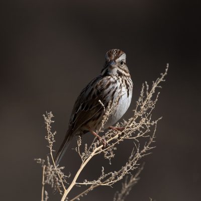A perspective that not many people see... a bird's odd head-shape when you're face to face!