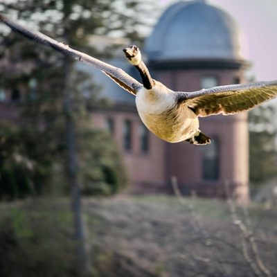 soaring (you can give a new caption)