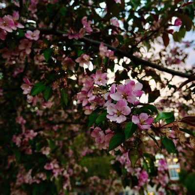 Facing towards Sevy, a crabapple tree by Burton Hall in bloom is in focus.