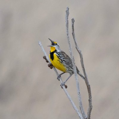 This meadowlark in the lower arb is either singing, yawning, yelling, or coughing. You choose!