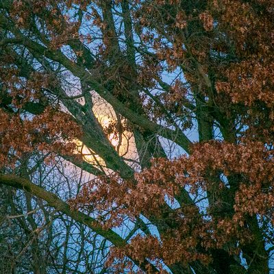 ARB Under the Moon