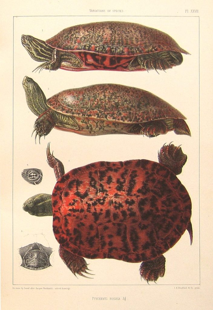 Ptychemys Rugosa