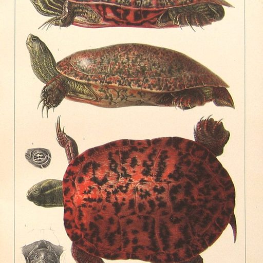 Ptychemys Rugosa