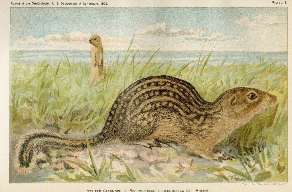 illustration of striped rodent in the grass