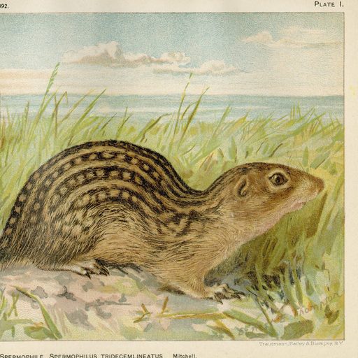 illustration of striped rodent in the grass