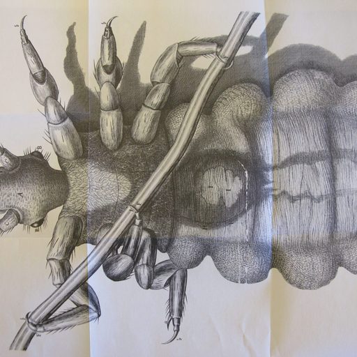 black and white drawing of an insect Schem XXXV - Micrographia