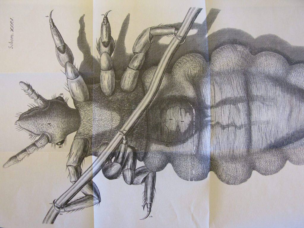 black and white drawing of an insect Schem XXXV - Micrographia
