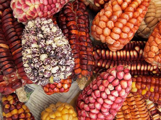 Colorful Corn