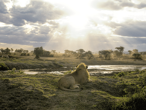 Captured en route to a campsite in Tanzania, a lion gazes away from the camera under dramatic rays of sunshine