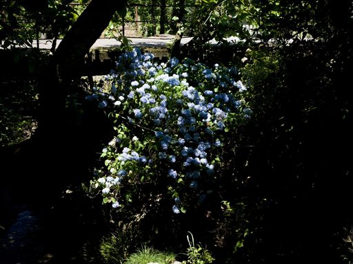 A moody image of shadowy foliage with flowers peeking through