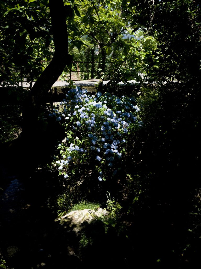 A moody image of shadowy foliage with flowers peeking through