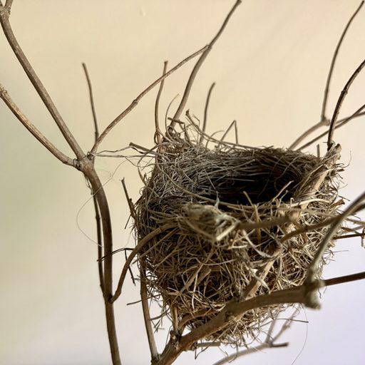 A photo of a nest in a branch on a cream/beige background