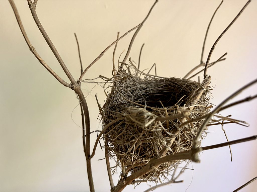 A photo of a nest in a branch on a cream/beige background