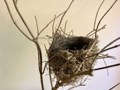 A photo of a nest in a branch on a cream/beige background