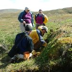 Alaska High Latitude Periglacial Geology Field Trip