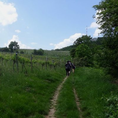 Vineyard Hike
