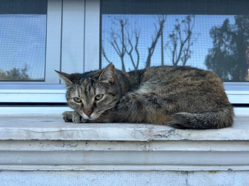 Cat sits on windowsill