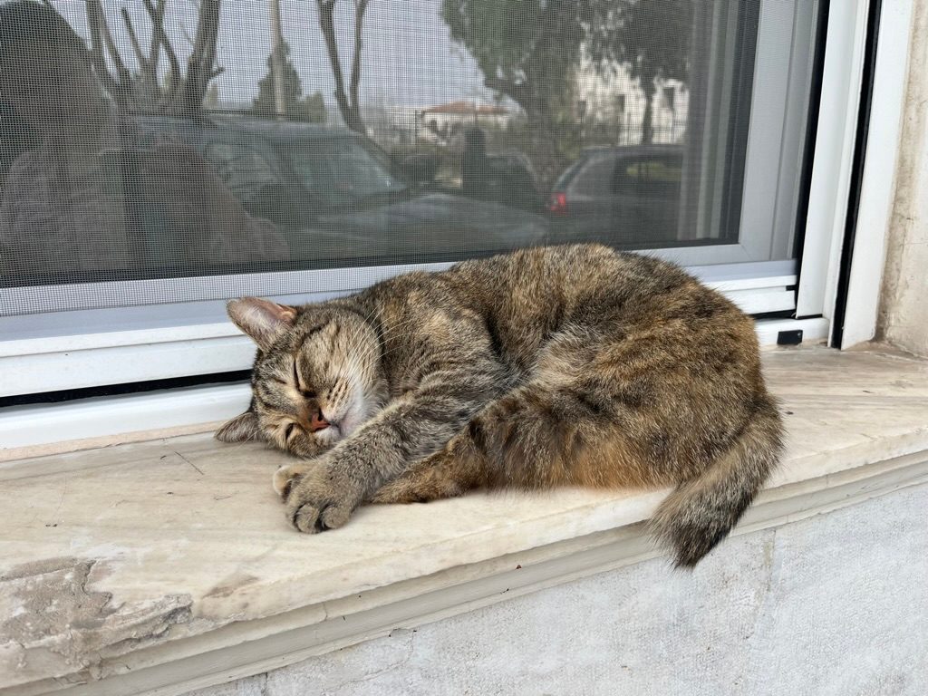 Siesta for the cat