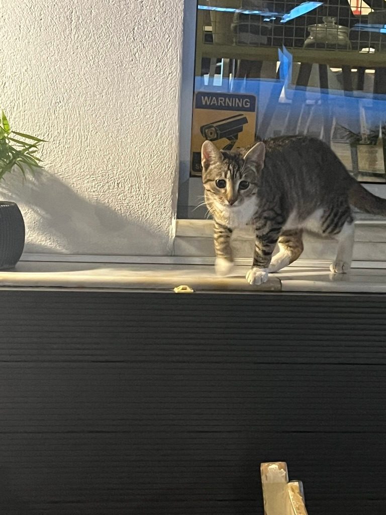 A kitten at the University of Volos!