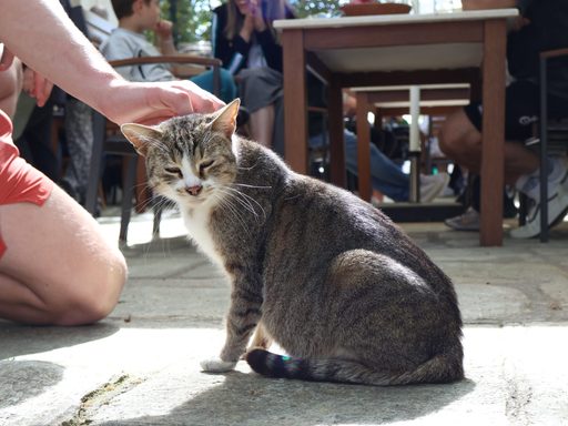 Squinting cat being pet in Portaria