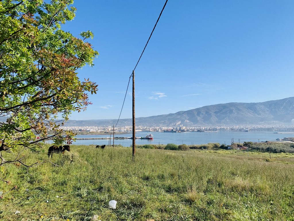 Horses at the archaeological site of Demetrias