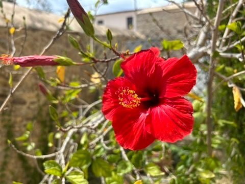 A vibrant red hibiscus flower