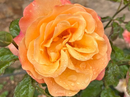 Monastery rose