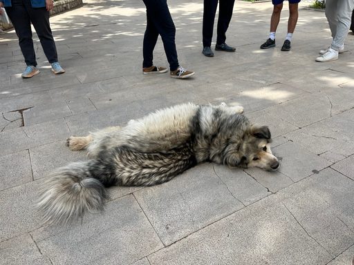 After seeing so many guard dogs, this sleepy floofer was a welcome surprise.