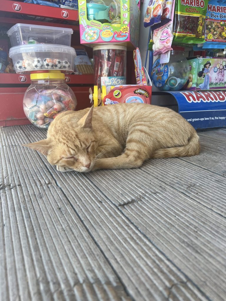 Cute Eretria cat