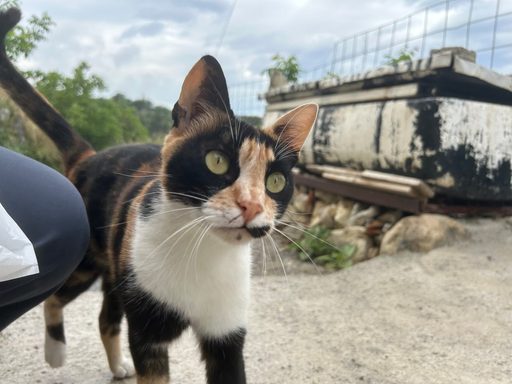 Multicolored cat on the street in Margarites