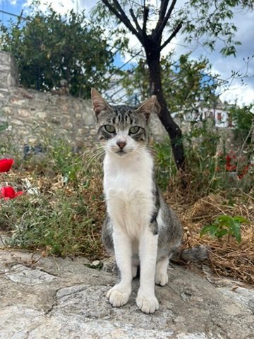 Cat stares directly into camera sitting on a wall with red poppies growing behind it