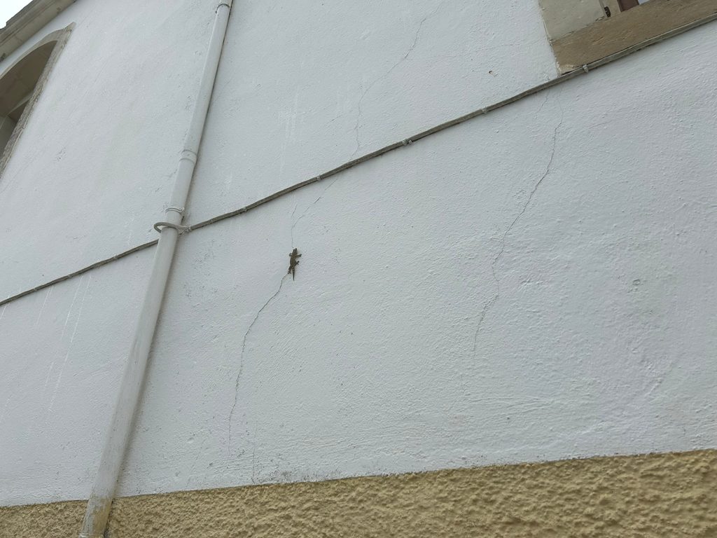 Gecko on a white wall