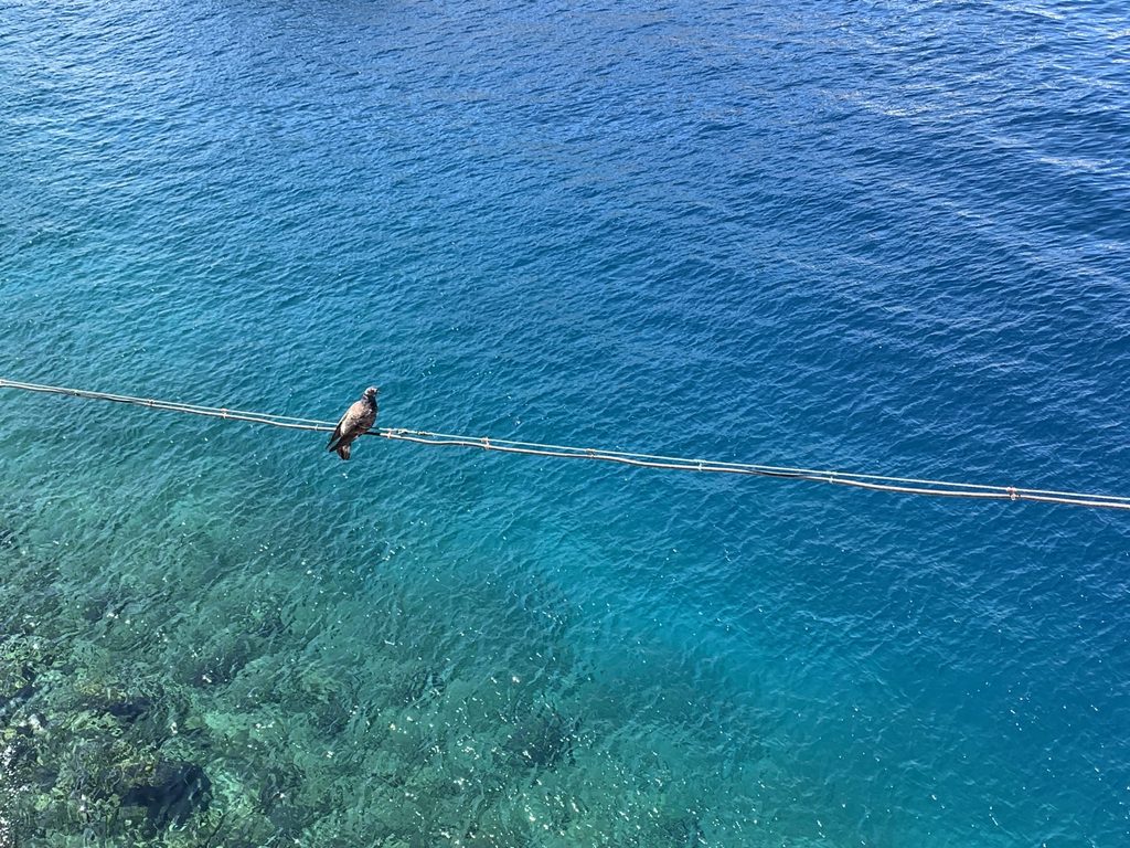 Bird on a Wire (in Hydra: kinda like the one that inspired the eponymous Leonard Cohen song.)