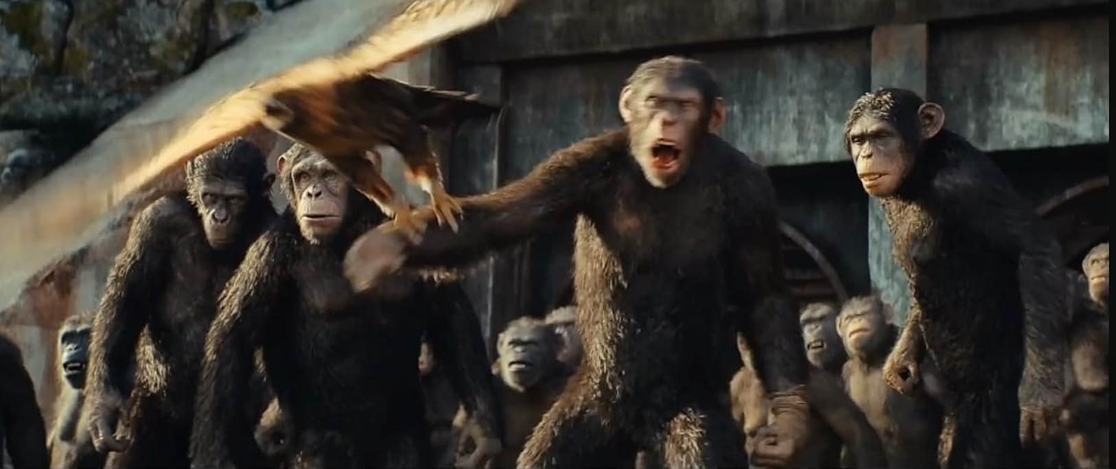 Monkey with Eagle