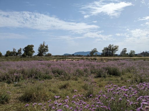 sheep in purple flower field