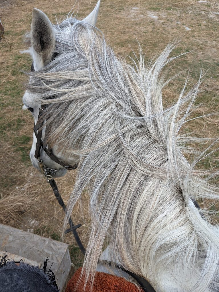 horse