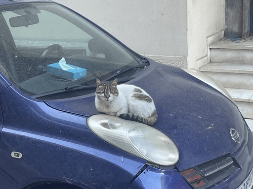 Cat on a Car