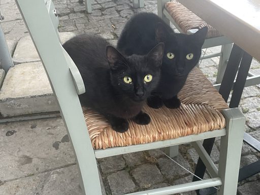 cats