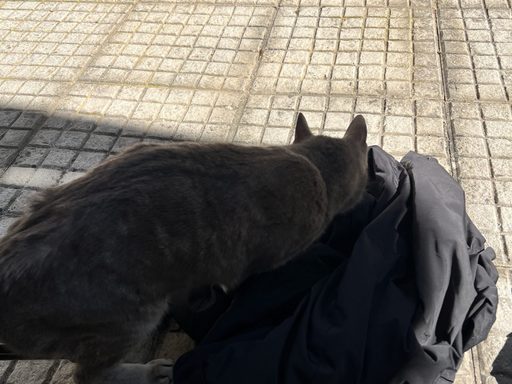 A gray cat sits on a gray jacket on the sidewalk.