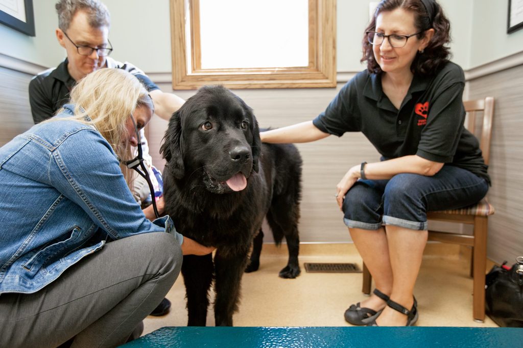 A dog visits a vet's office